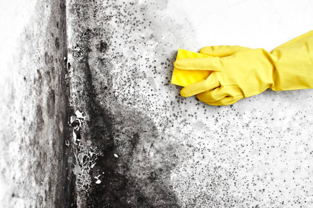 Best Mold Removal Company Near Me  in Allyn, WA