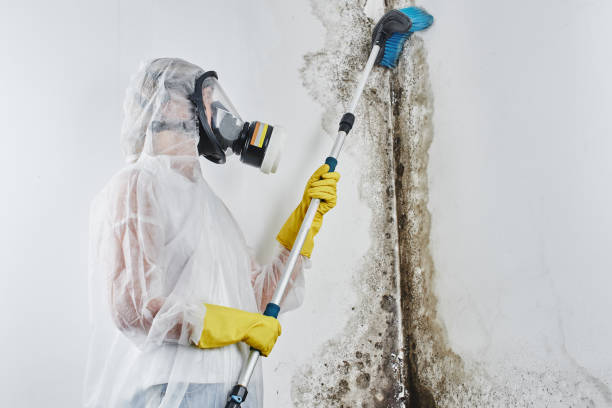 Best Same-Day Mold Removal  in Allyn, WA