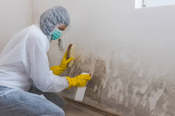 Best Mold Cleaning Services  in Allyn, WA