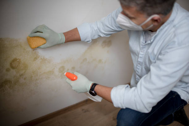 Best Certified Mold Removal  in Allyn, WA