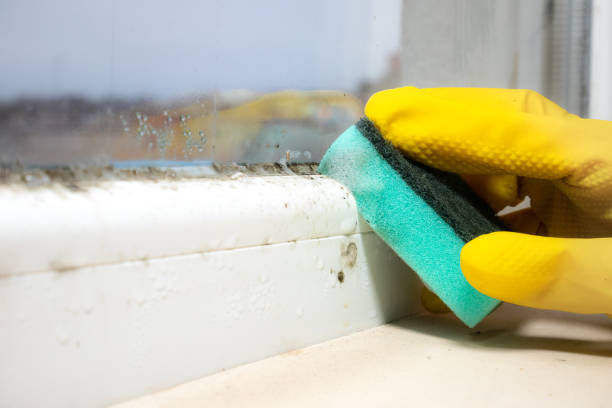 Best Mold Testing  in Allyn, WA