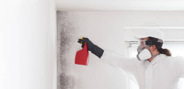 Best Professional Mold Removal  in Allyn, WA