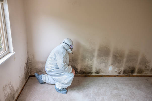 Mold Removal and Inspection in Allyn, WA