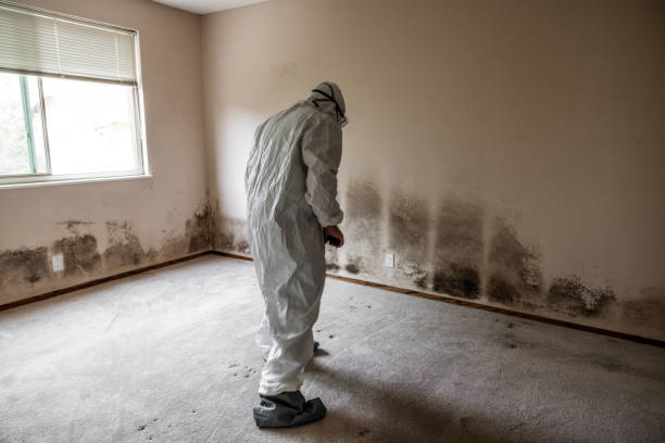 Certified Mold Removal in Allyn, WA