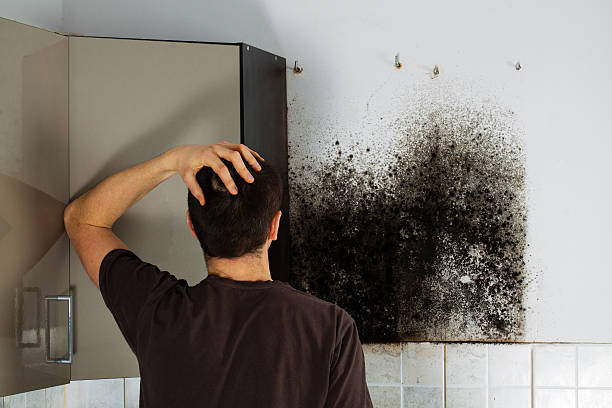 Best Black Mold Removal  in Allyn, WA
